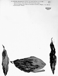 Phyllachora melanoplaca image